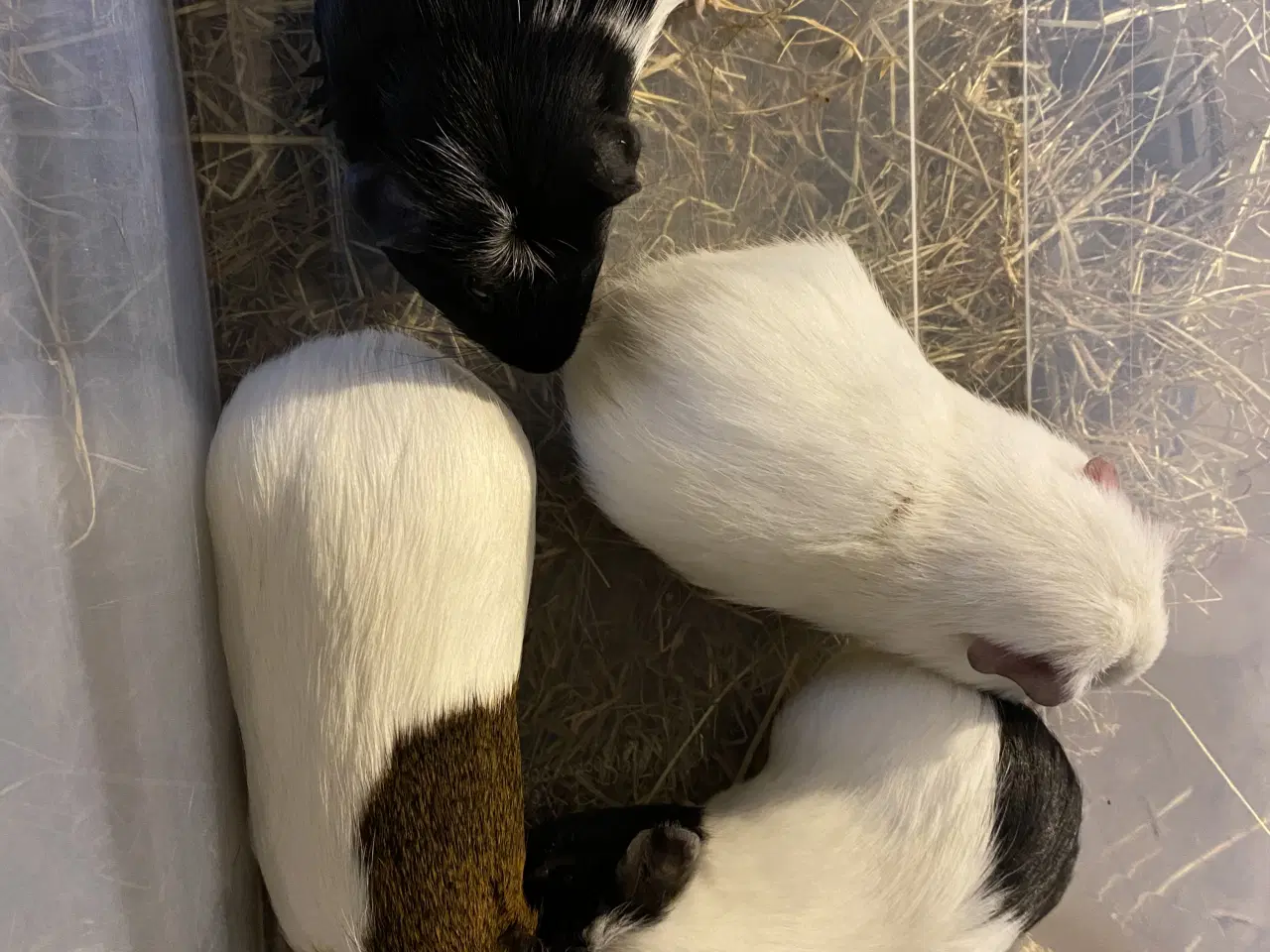 Billede 1 - 4 marsvine hanner sælges