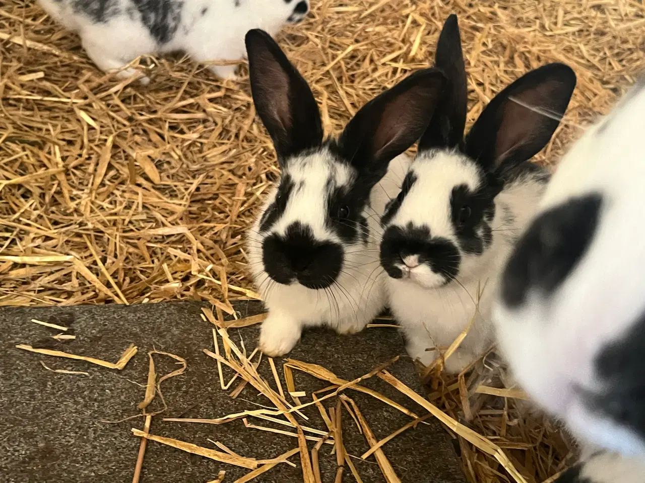 Billede 2 - Søde plettede unger