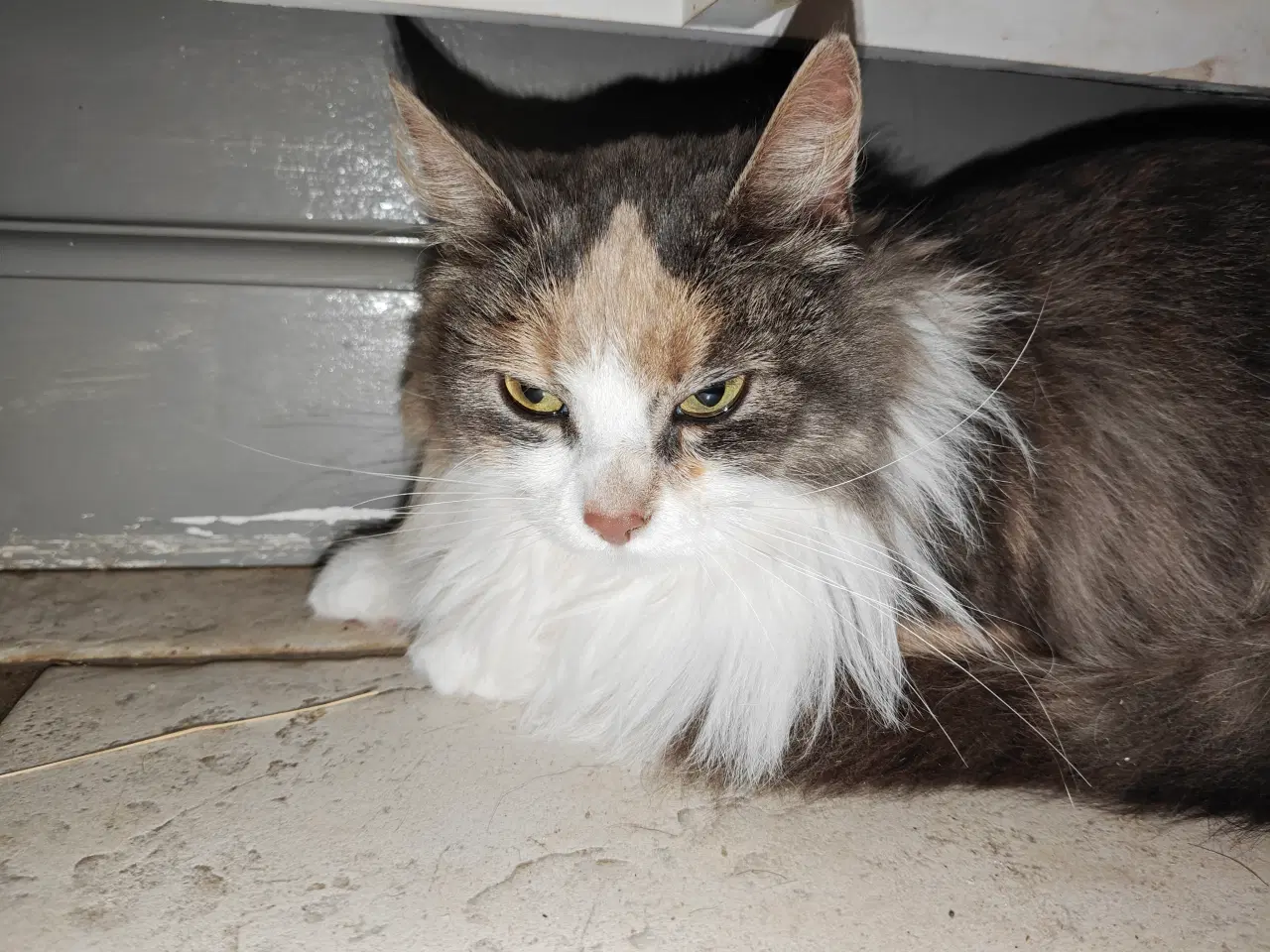 Billede 8 - Racekatte x