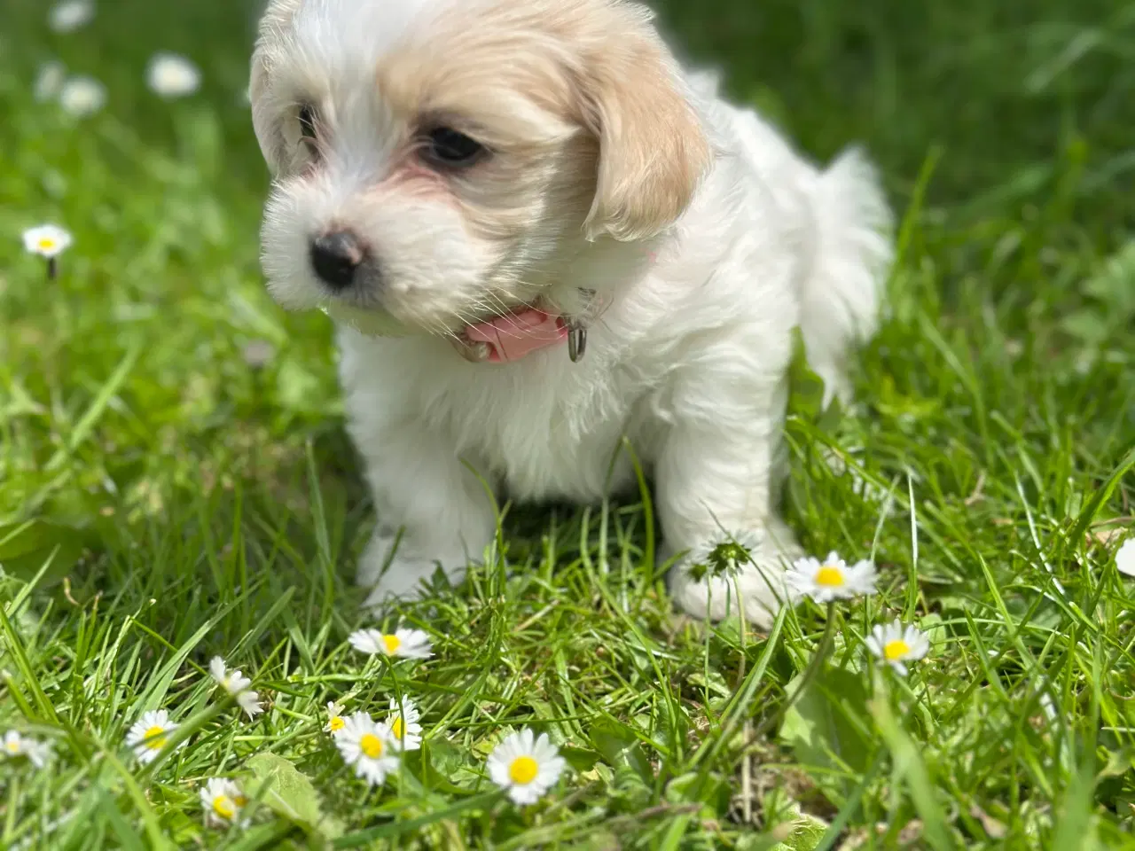 Billede 16 - Bichon Havanais