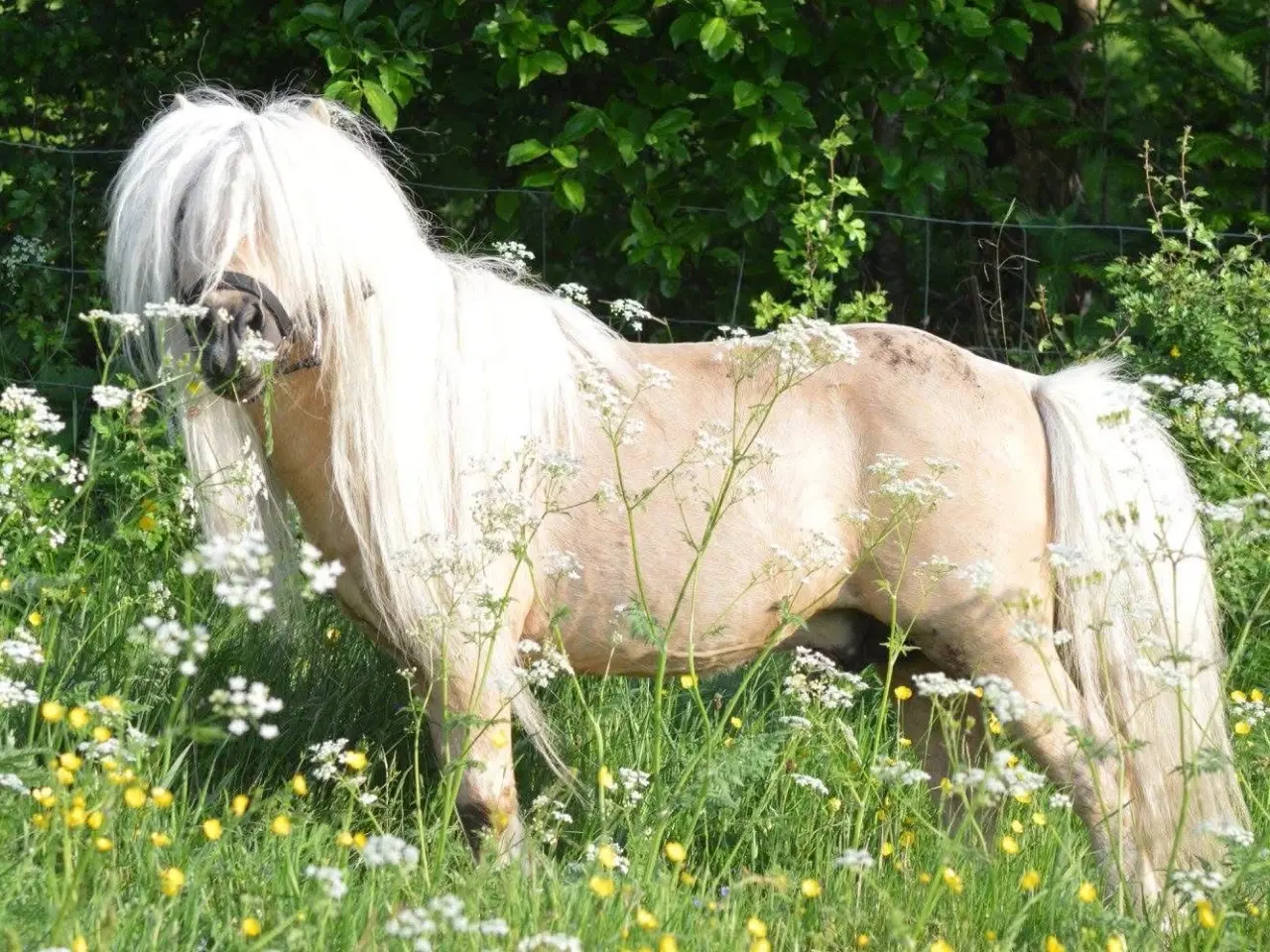 Billede 5 - Albert mini palomino 