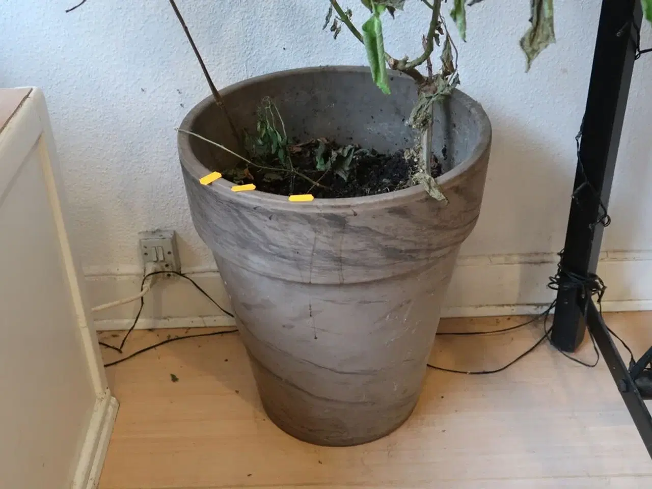 Billede 1 - Plante