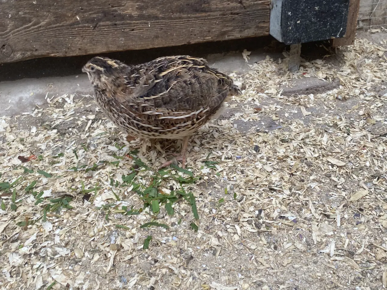 Billede 3 - JUMBO Vagtler KUN 50kr