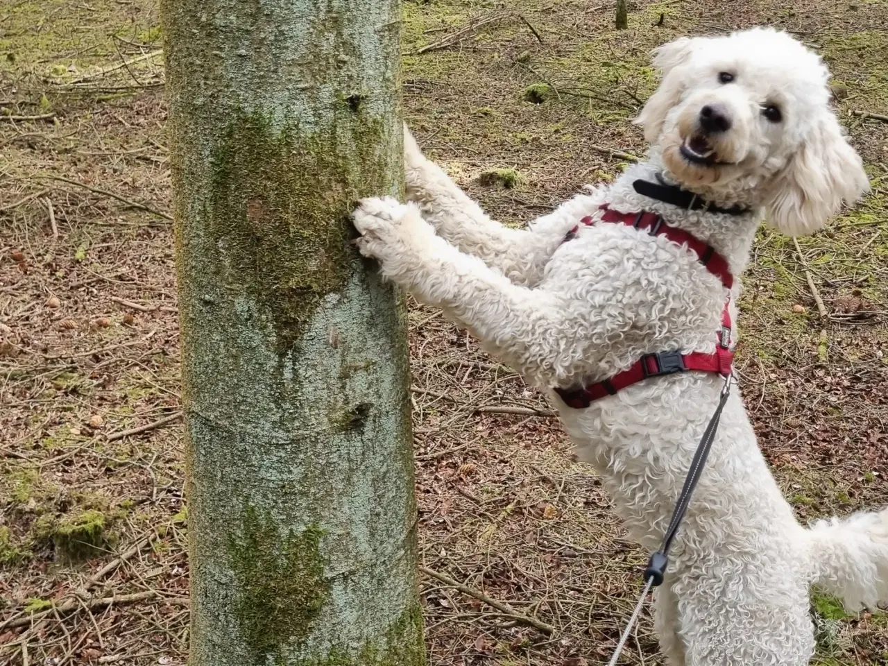 Billede 16 - Golden Doodle F1b hvalpe – klar til nye hjem i okt