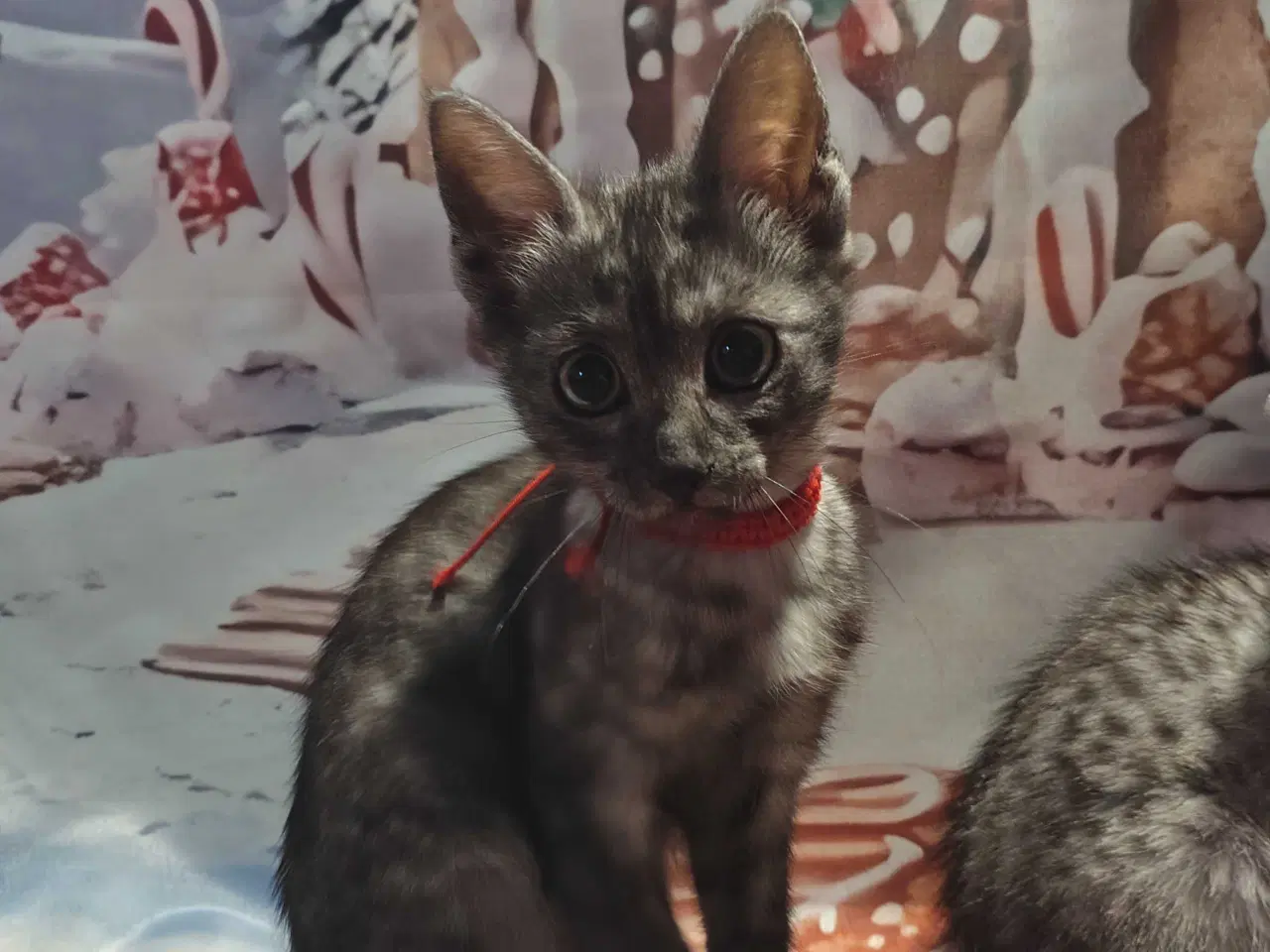 Billede 2 - Egyptiske Mau pige