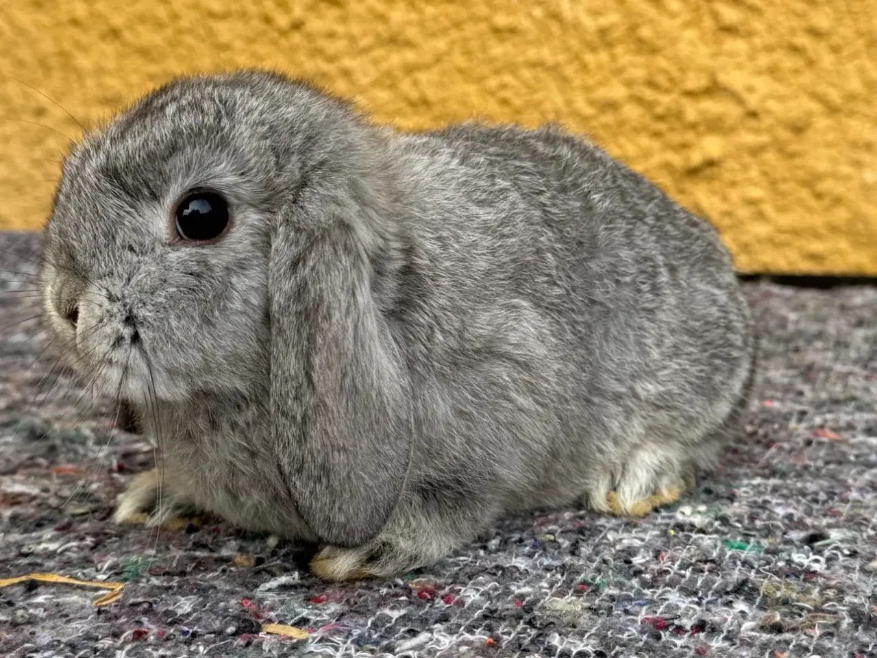 Billede 4 - Han Dværgvædder unge sælges 