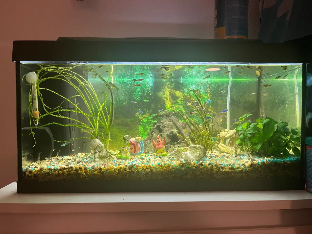 Billede 8 - Akvarie fisk / Rejer/ Malle