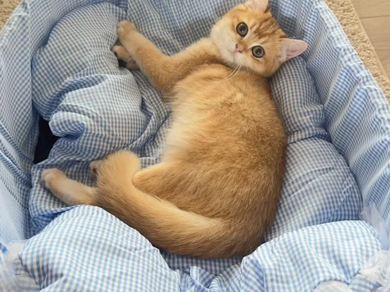 Billede 7 - British short hair golden cat 