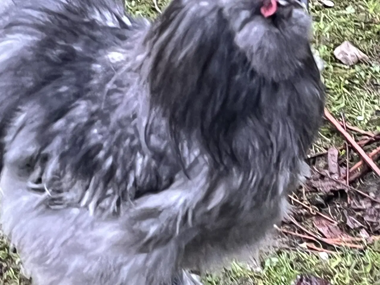 Billede 1 - To smukke haner