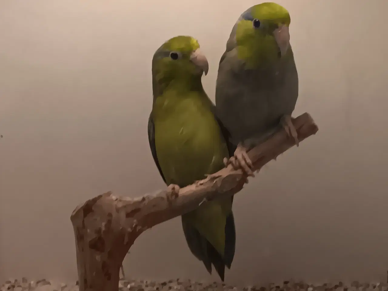 Billede 2 - 1,1 lessonspuvepapegøjer I grøn. 