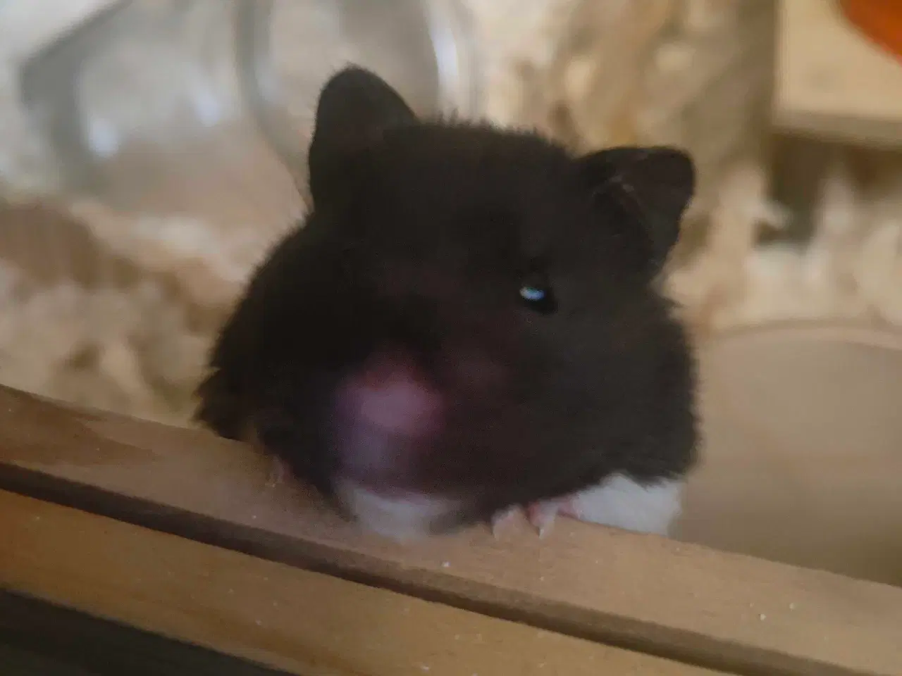 Billede 4 - Guldhamster pige 