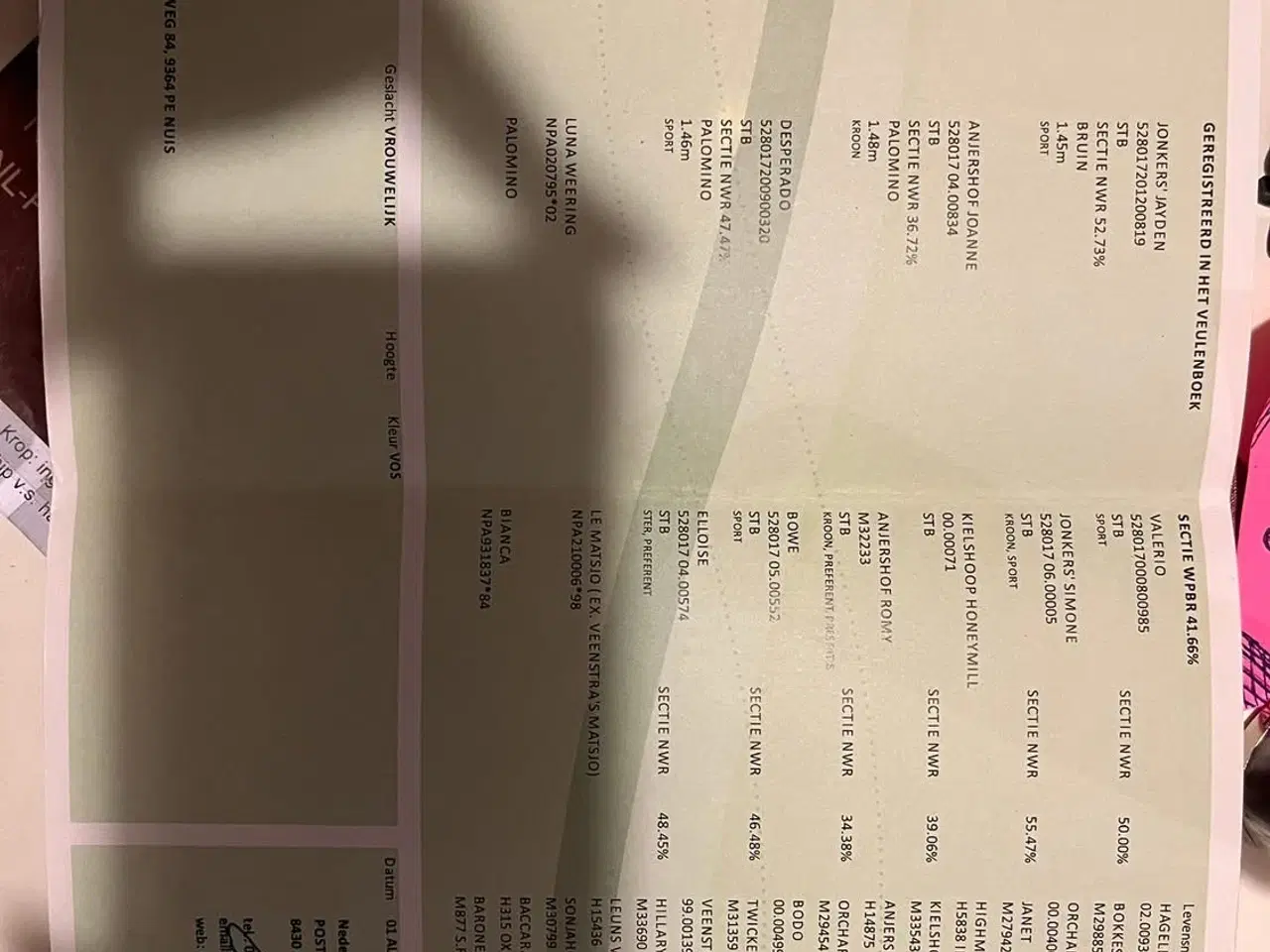 Billede 8 - Pony med Wow effekt