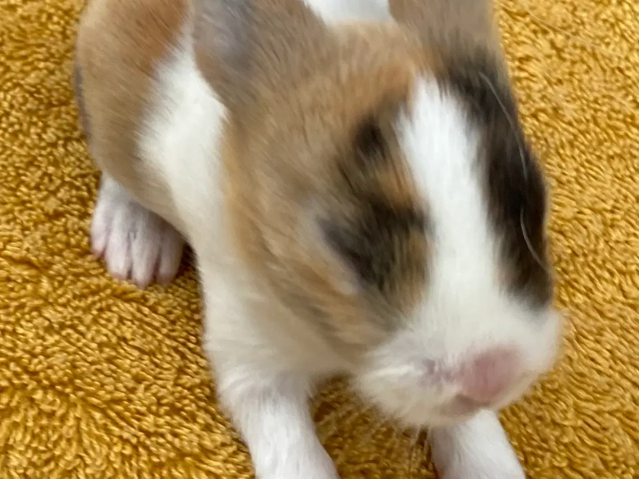 Billede 7 - HOLLÆNDER HAN JAPANER SORT/GUL