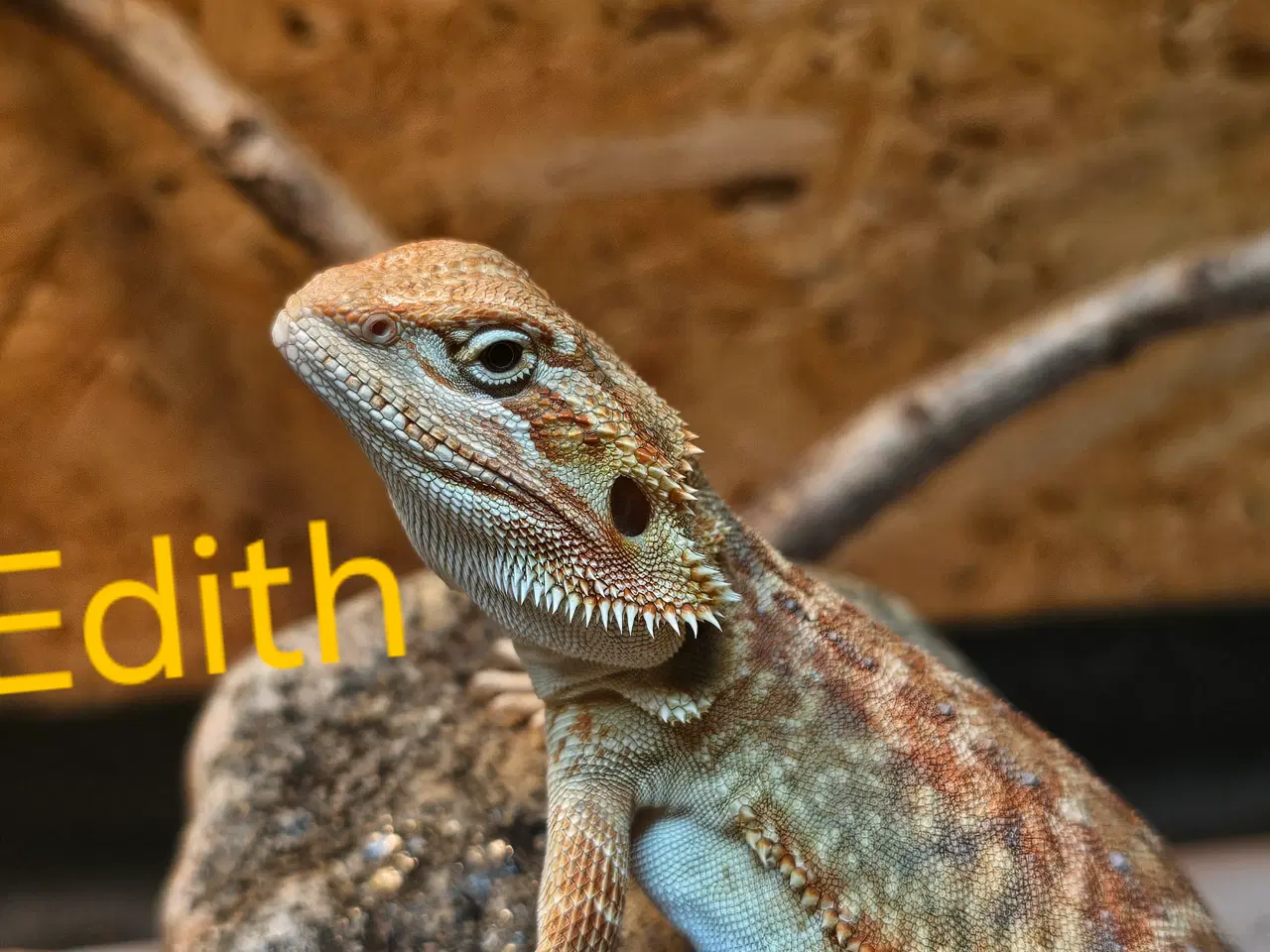 Billede 2 - Skægagame unger med rabat ( : Bud modtages 😊