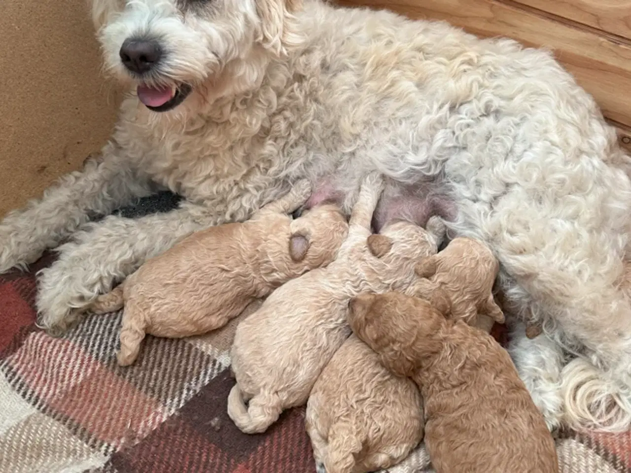 Billede 6 - 7 Skønne Golden Doodle hvalpe (F1B)