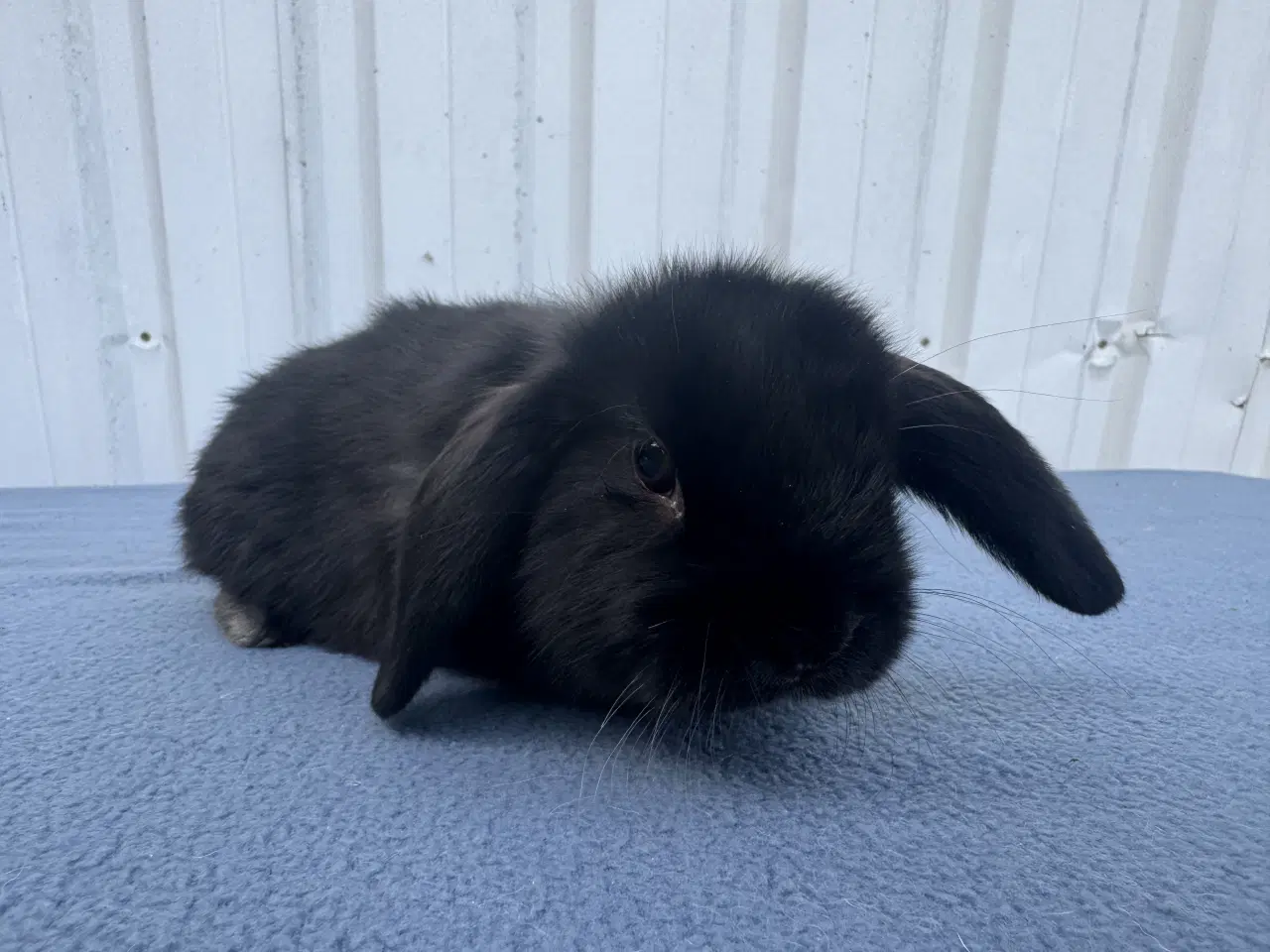 Billede 3 - Dværgvædder hun kanin
