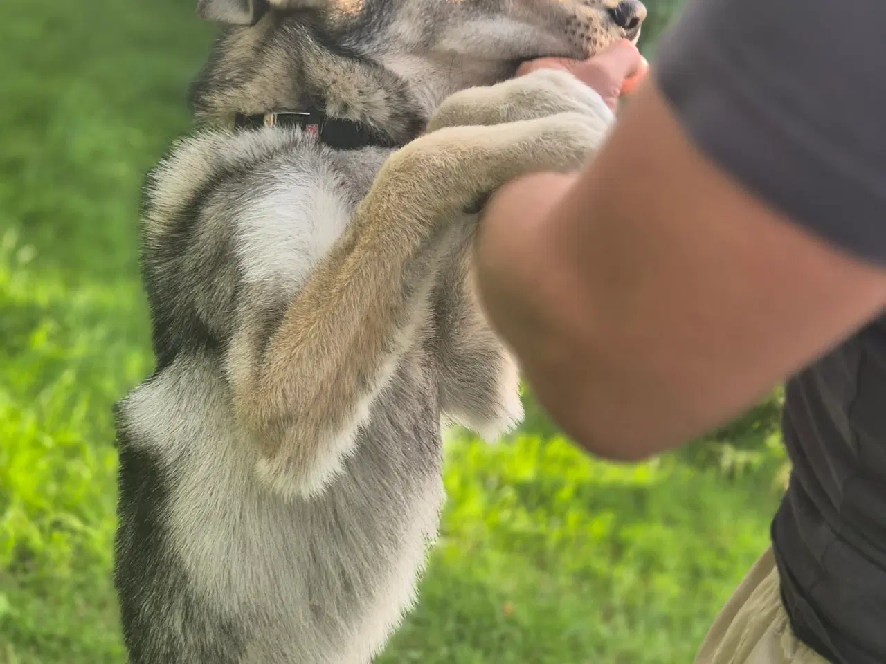 Billede 2 - Tjekkoslovakisk ulvehund/Husky