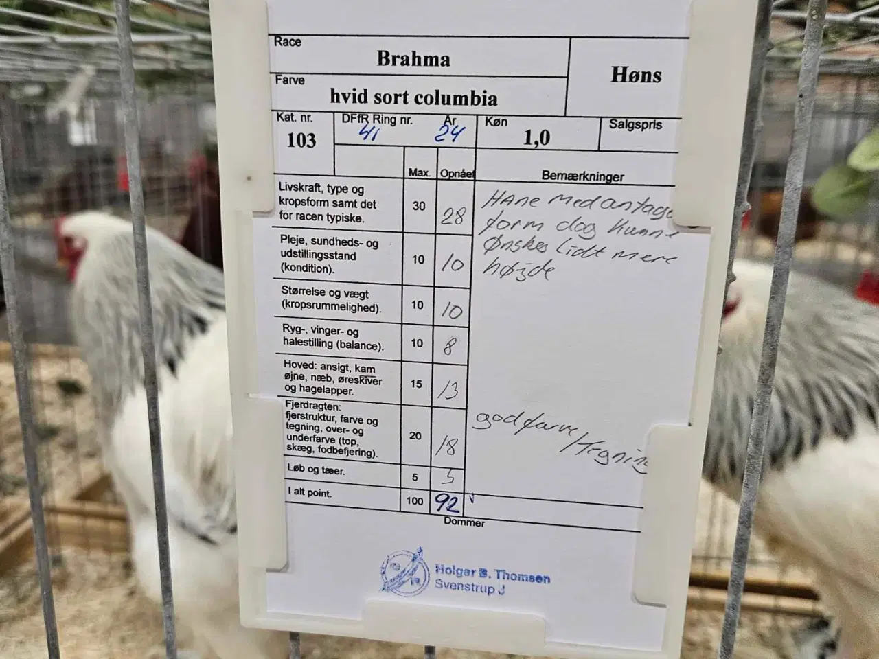 Billede 7 - Stor brahma kyllinger
