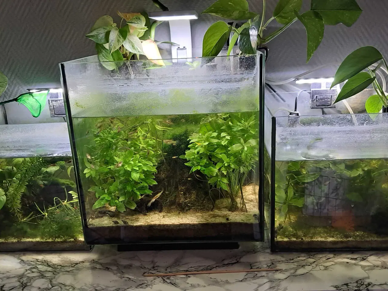 Billede 1 - 3 Akvarier med forskellige rejer