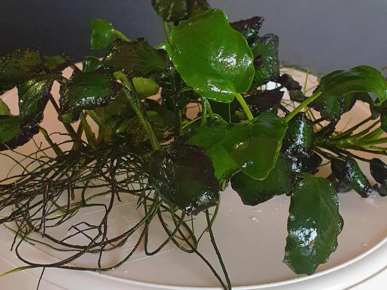 Billede 3 - Akvarieplanter. Anubias.