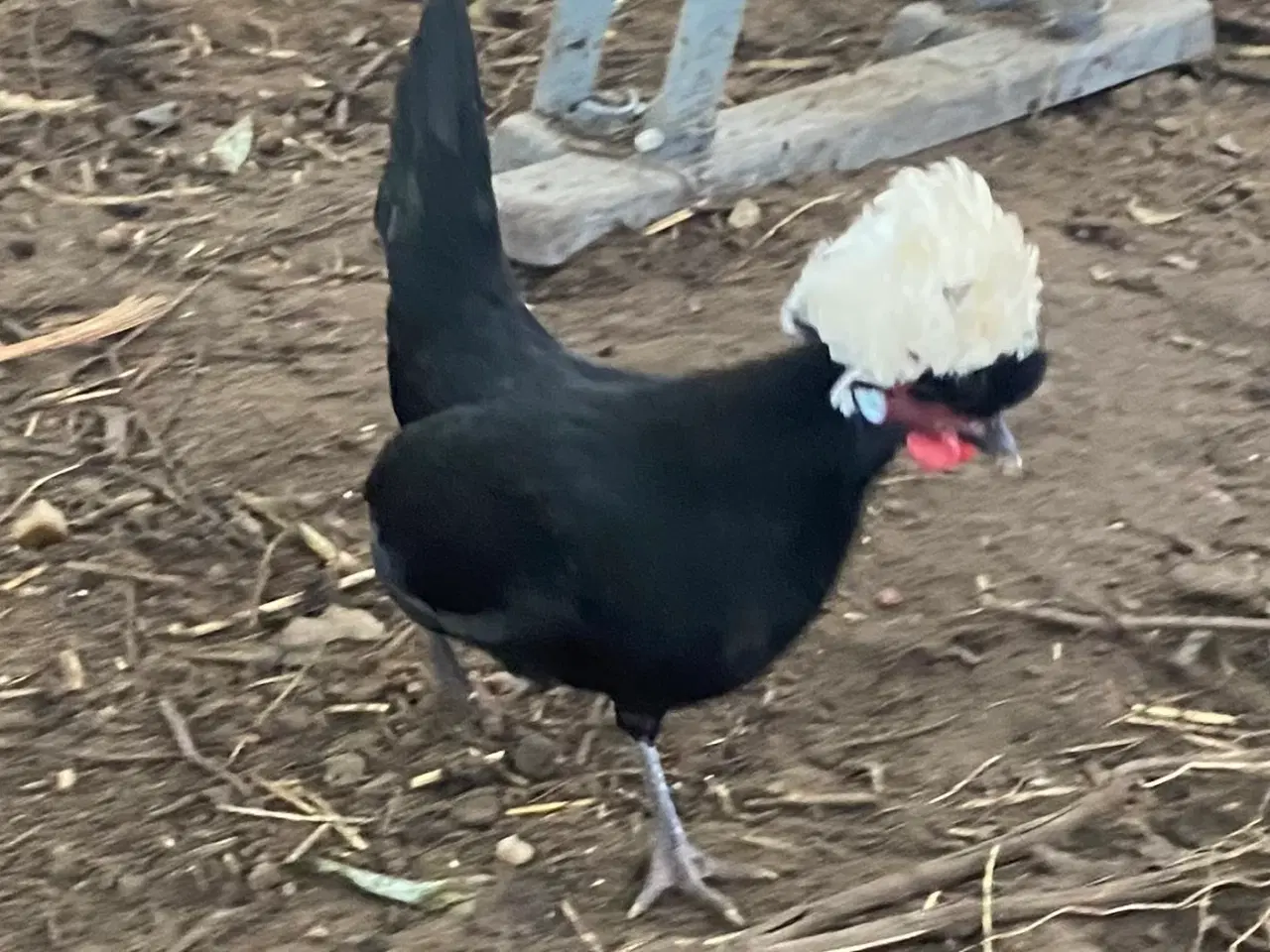 Billede 7 - 4 toppede hollændere høns
