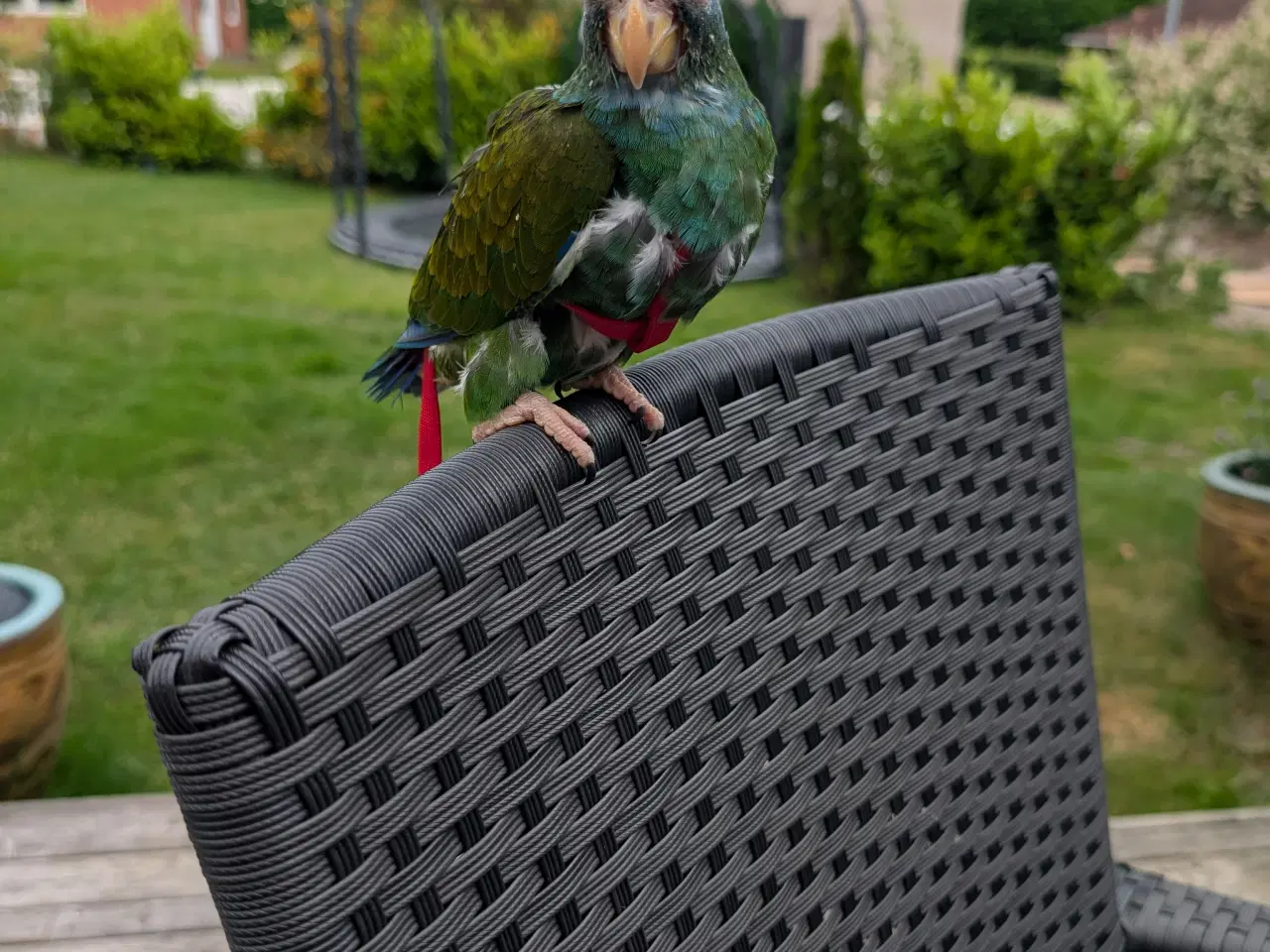 Billede 6 - Hvidpandet pionus unge 