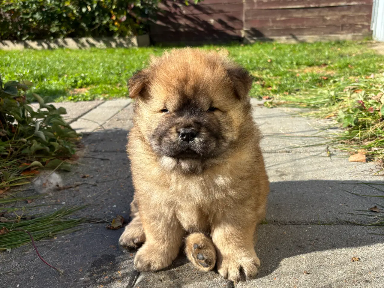 Billede 1 - Chow chow han 