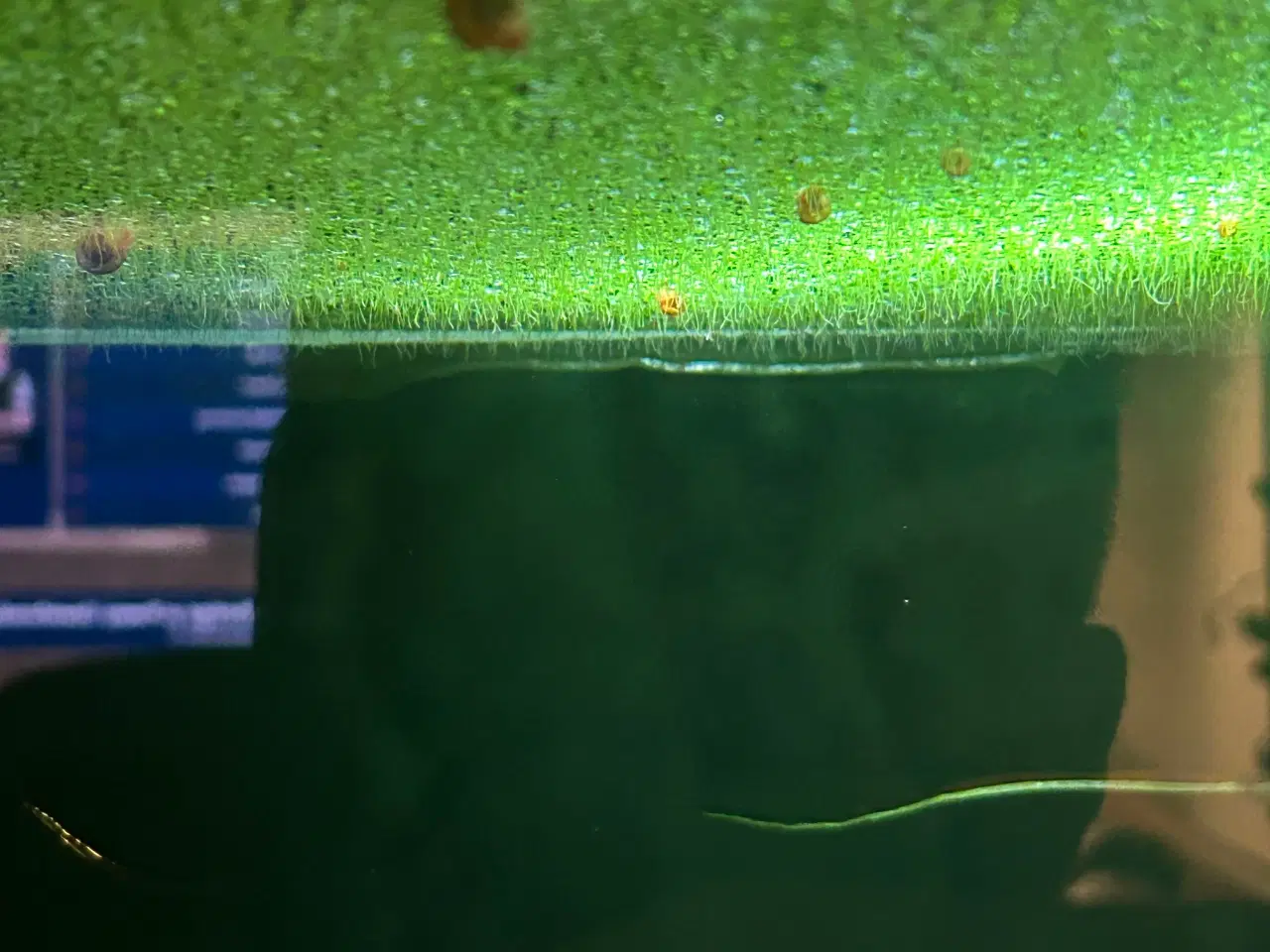 Billede 2 - 🐌 Orange Posthornsnegle – Unge voksne 