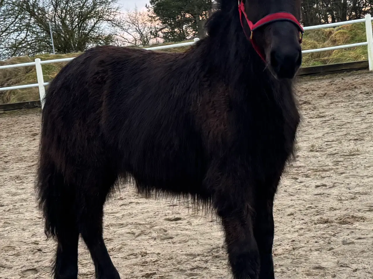 Billede 4 - 1 års sort islænder hingst