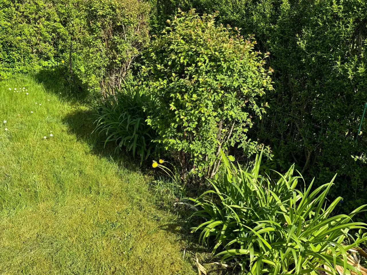 Billede 18 - Gratis planter
