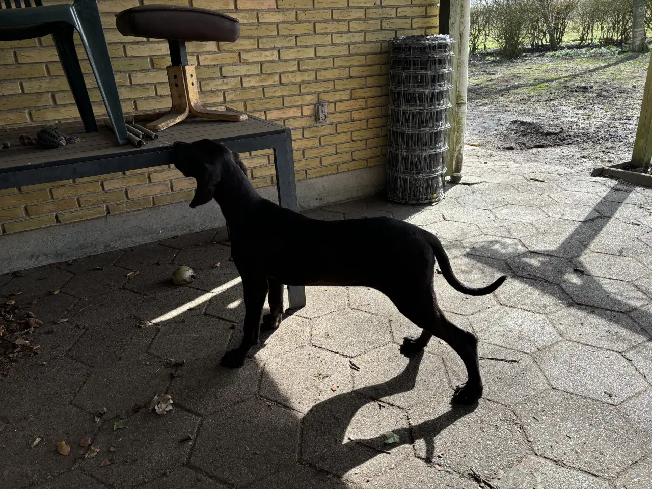 Billede 10 - Grand Danois hvalpe 