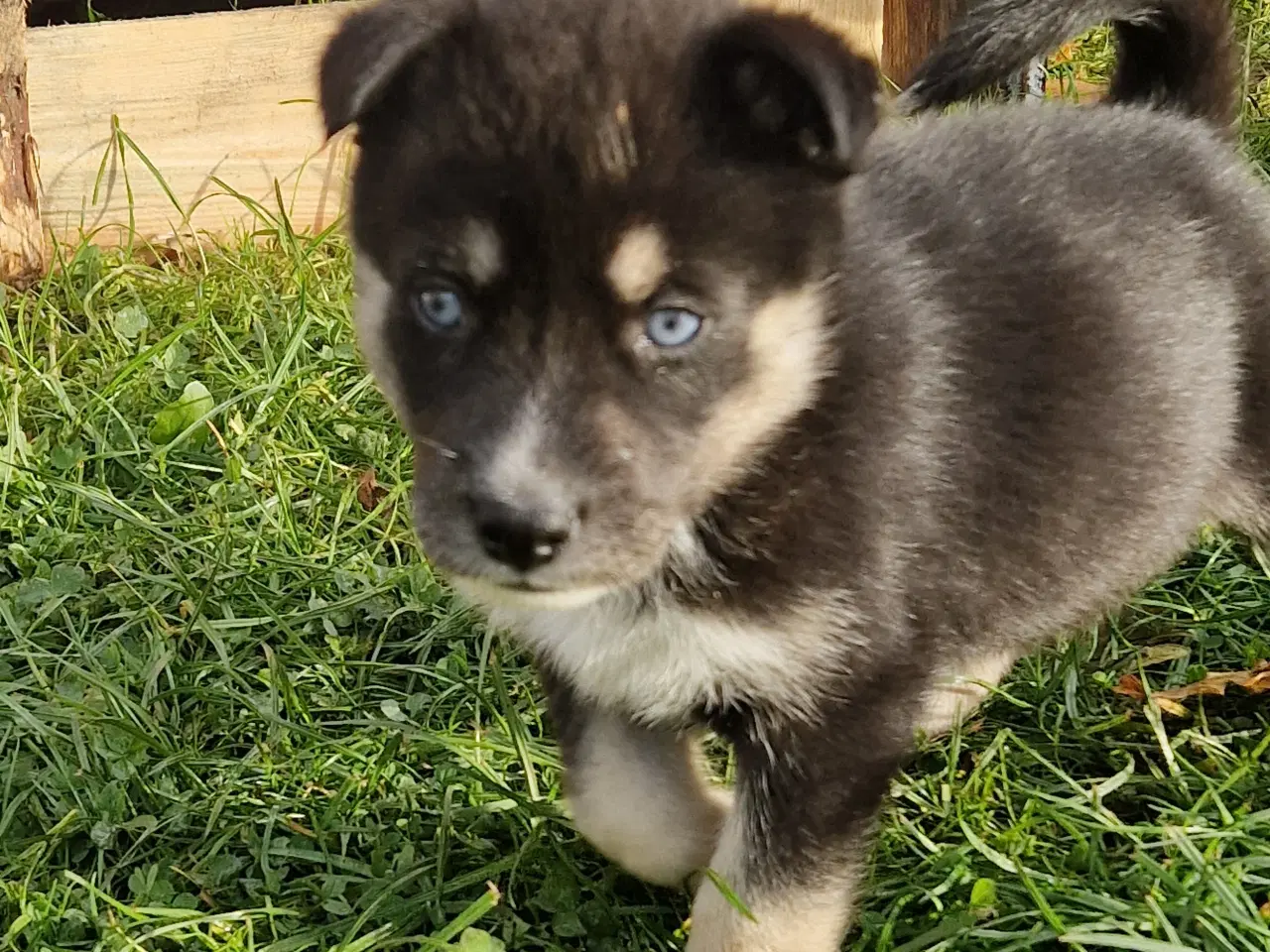 Billede 7 - Rottsky hvalpe søger nye, kærlige hjem