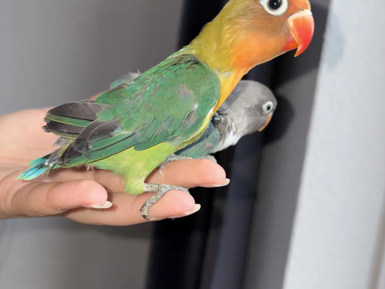 Billede 2 - Engelsk undulat 