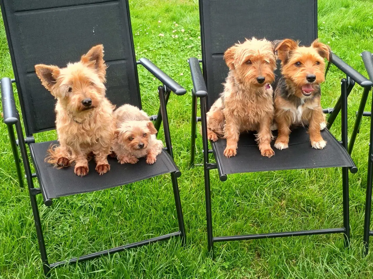 Billede 23 - Yorkshire Terrier hvalpe 