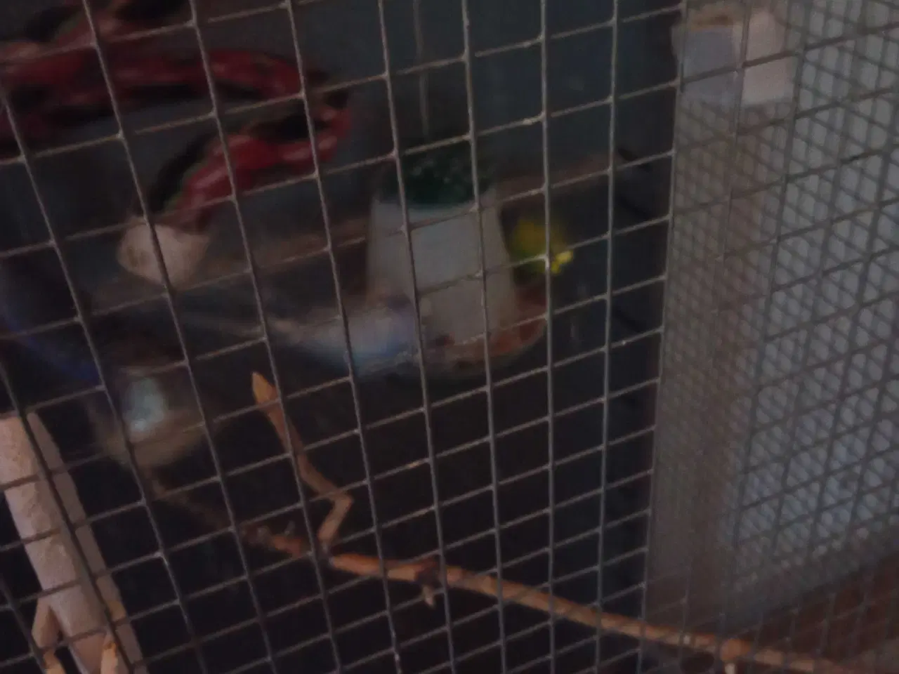 Billede 1 - Undulater sælges