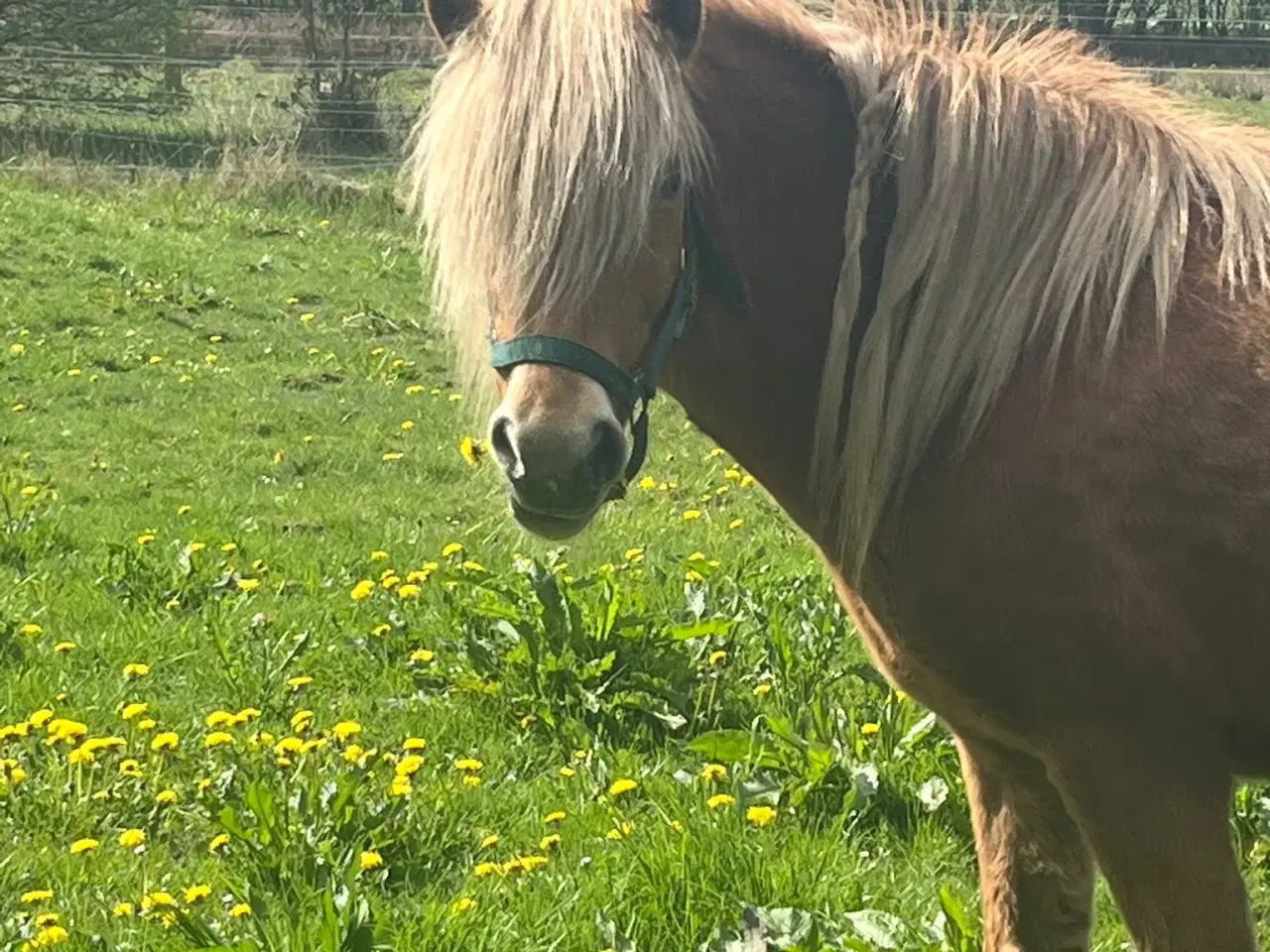 Billede 3 - Sød og smuk hoppe