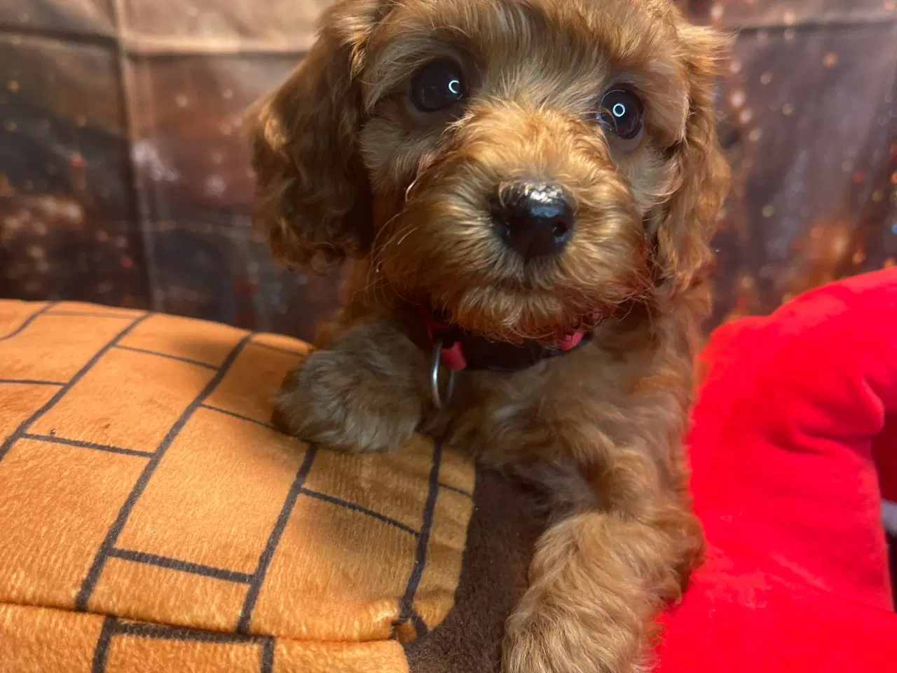 Billede 9 - Mini Amerikansk Cockapoo