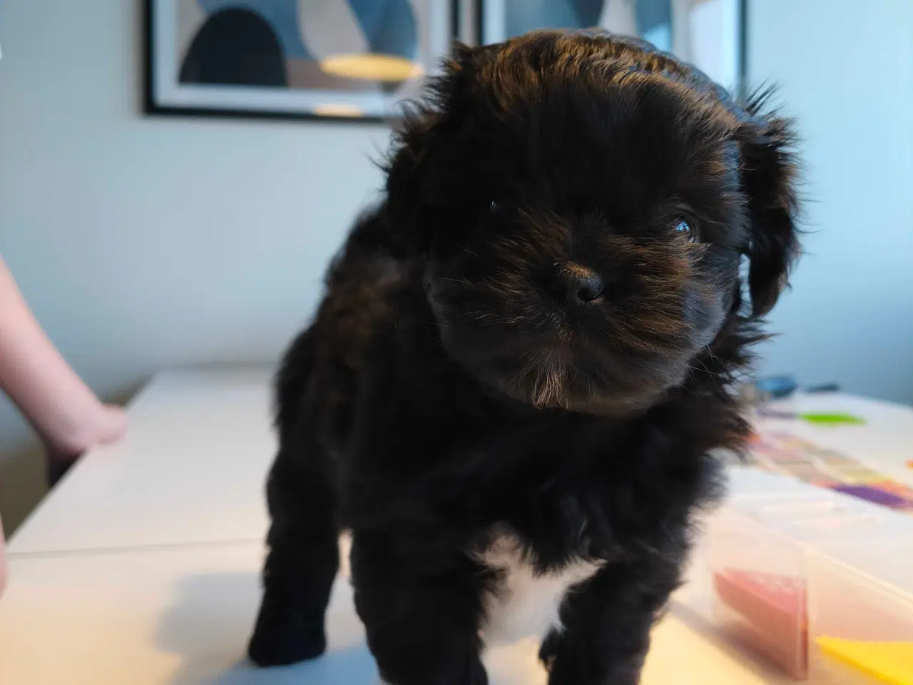 Billede 3 - Shih Zhu/puddelhvalpe 2 hanner💙💙