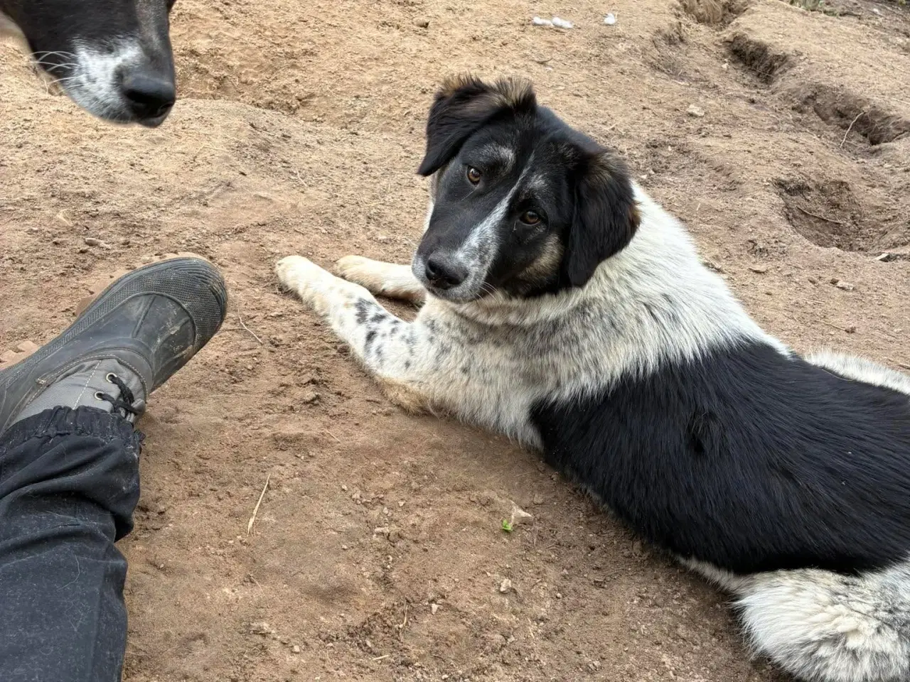 Billede 13 - Vidunderlige Lumos søger et hjem 🩷