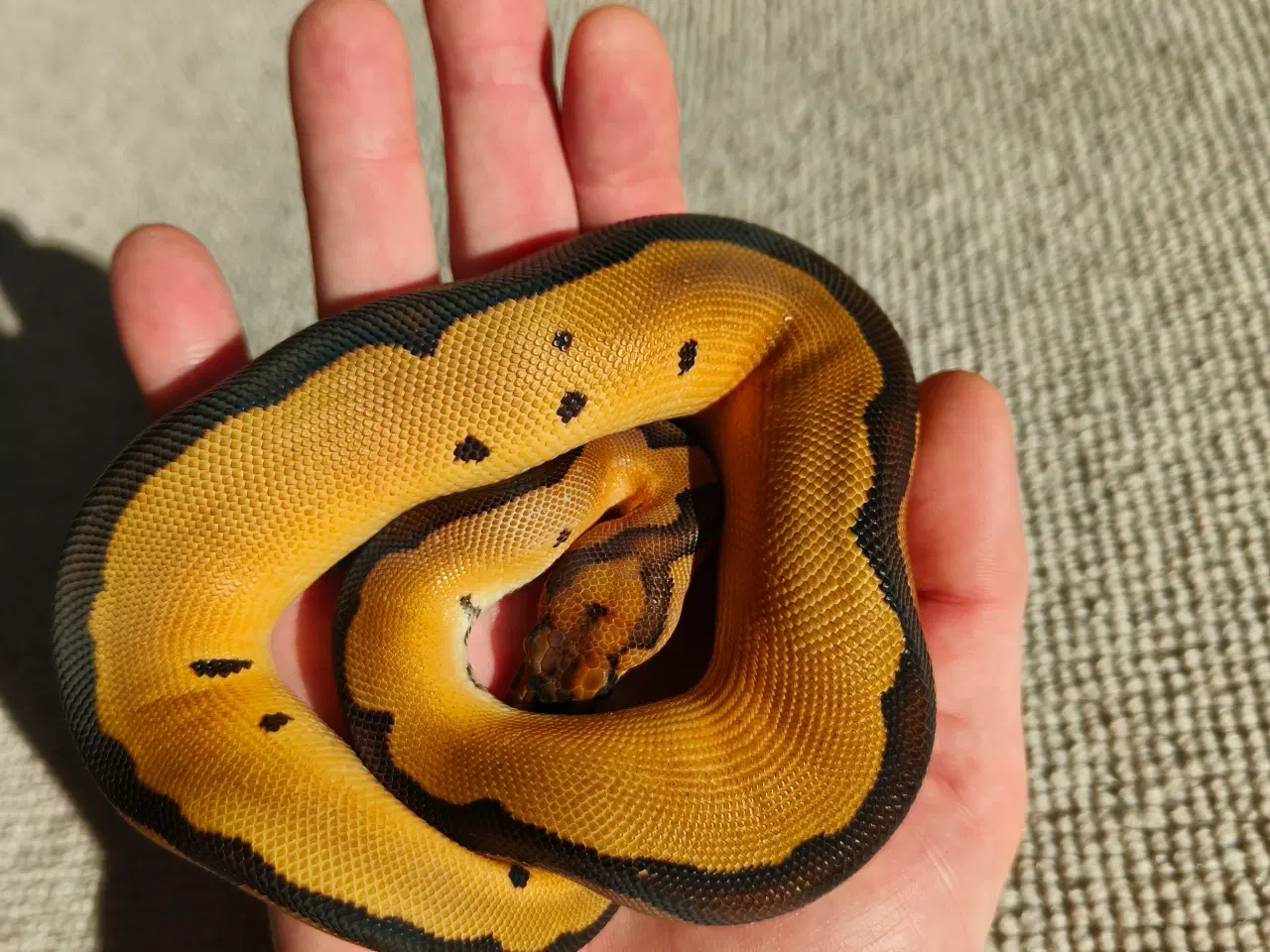 Billede 4 - Konge Python Clowns