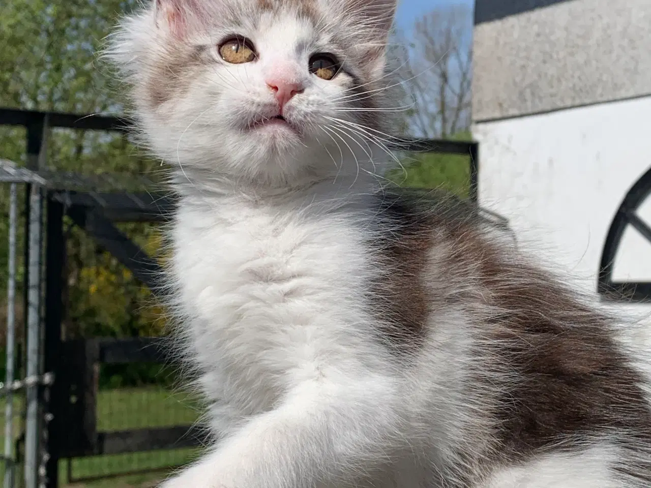 Billede 5 - Maine Coon hun killing med stamtavle