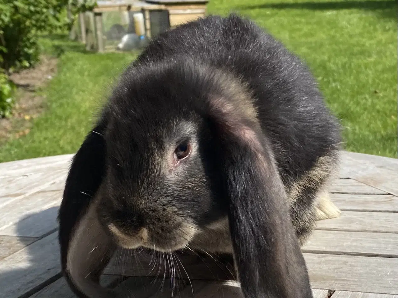 Billede 4 - FRANSK VÆDDER HUN SORT OTTER