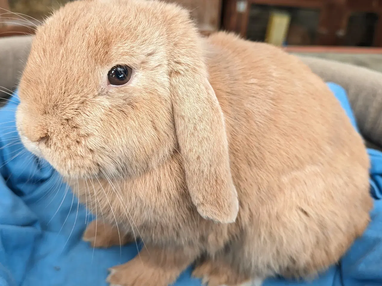 Billede 5 - Kastreret minilop kanin