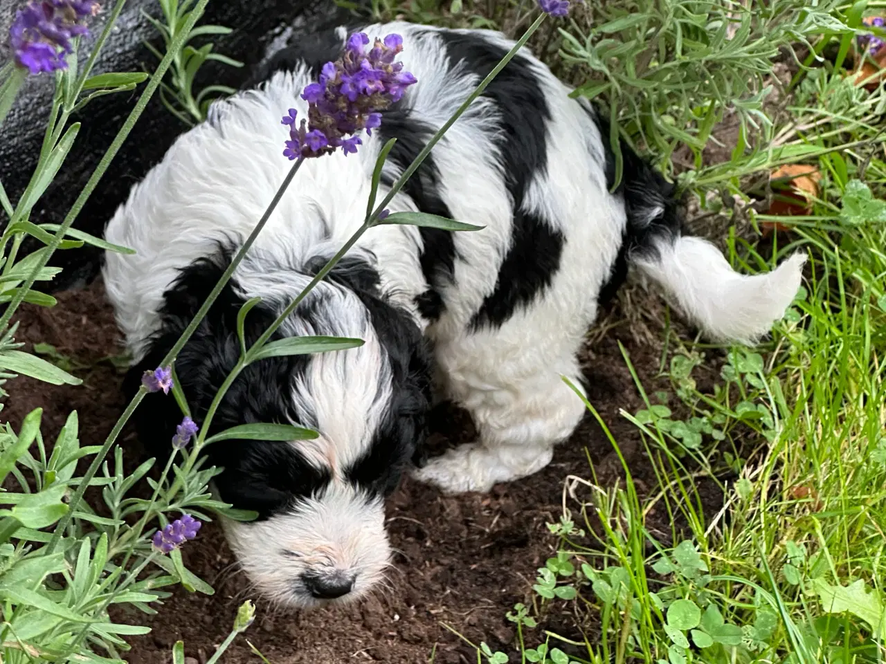 Billede 8 - Springer spaniel/puddel hundehvalpe sælges