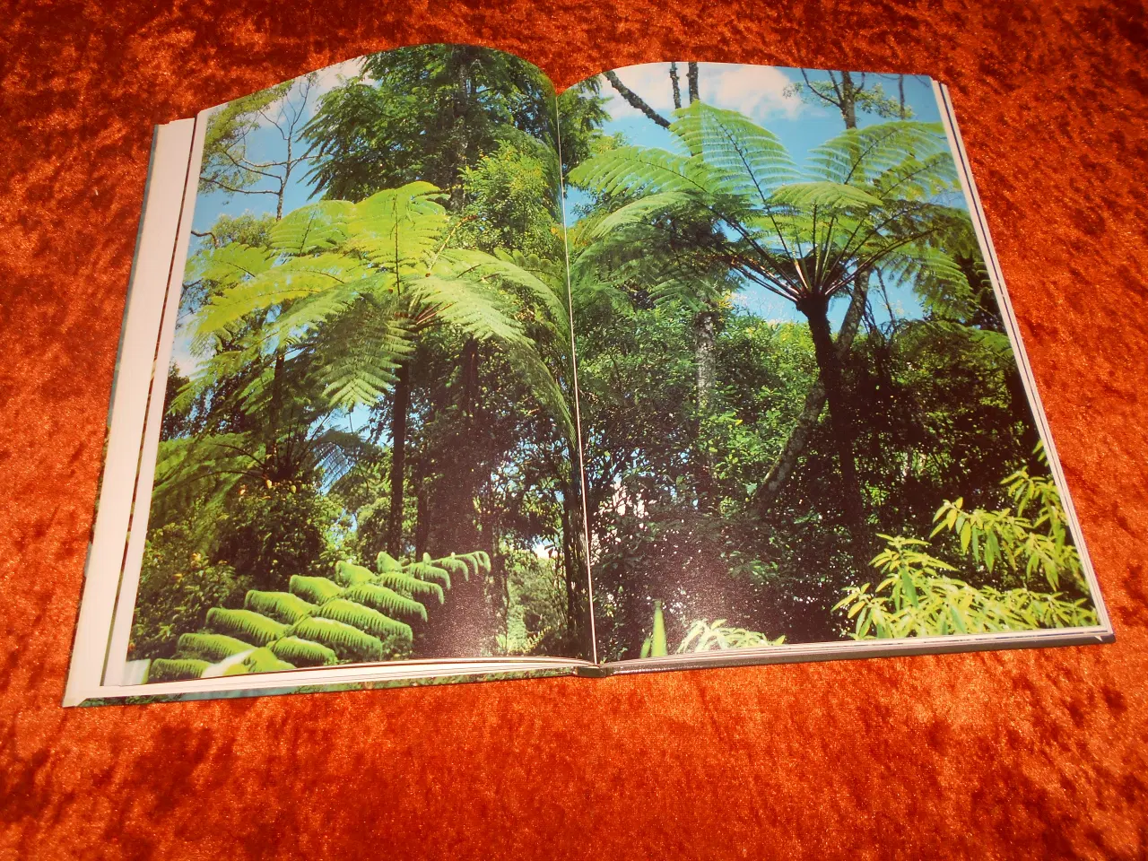 Billede 3 - Regnskove, Jens Søndergård,