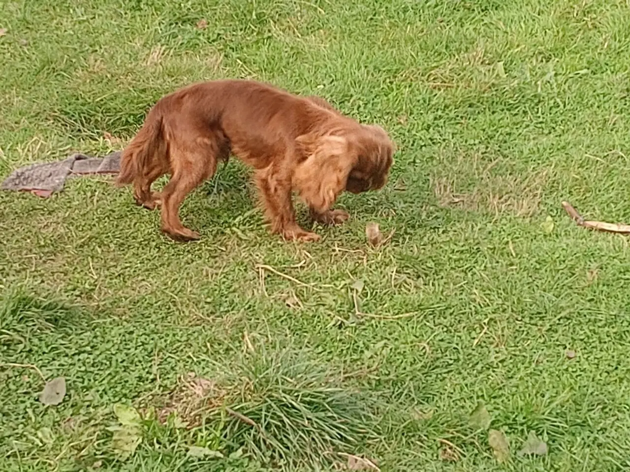 Billede 7 - cavalier king charles spaniel m stambog