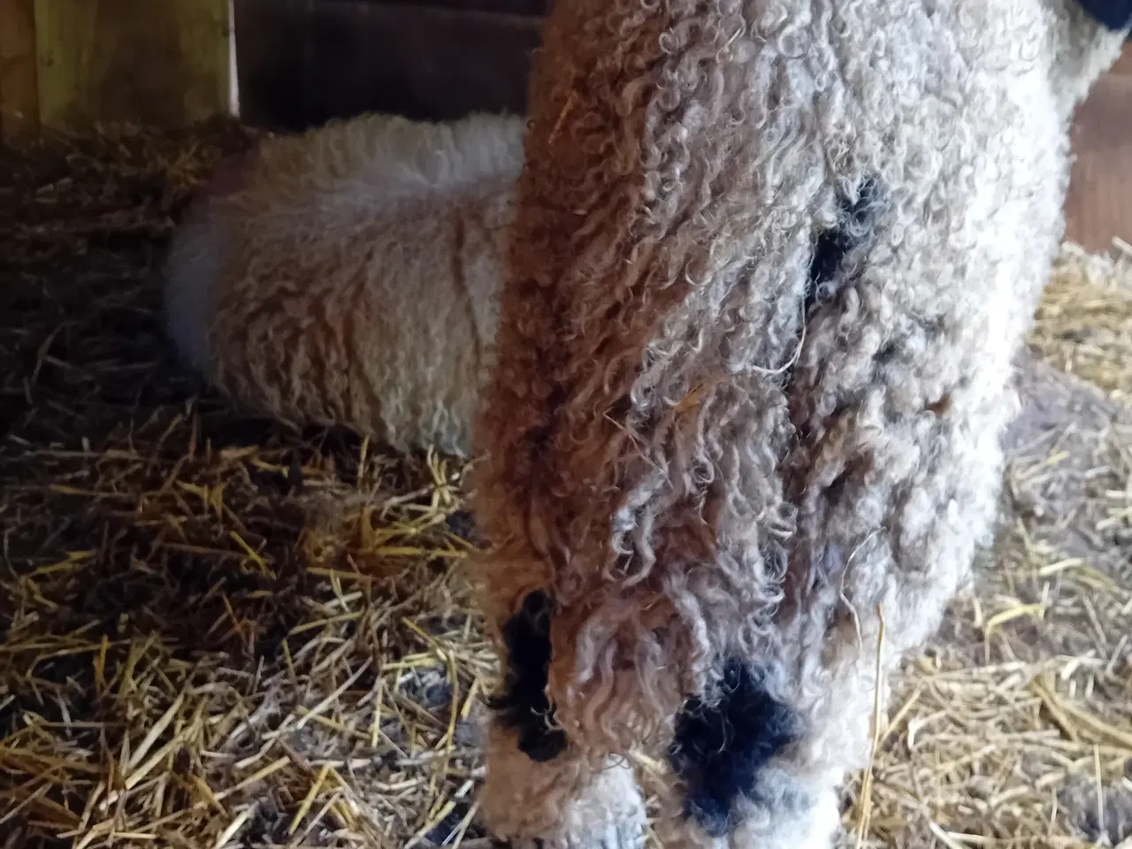 Billede 4 - Ealais blacknose 