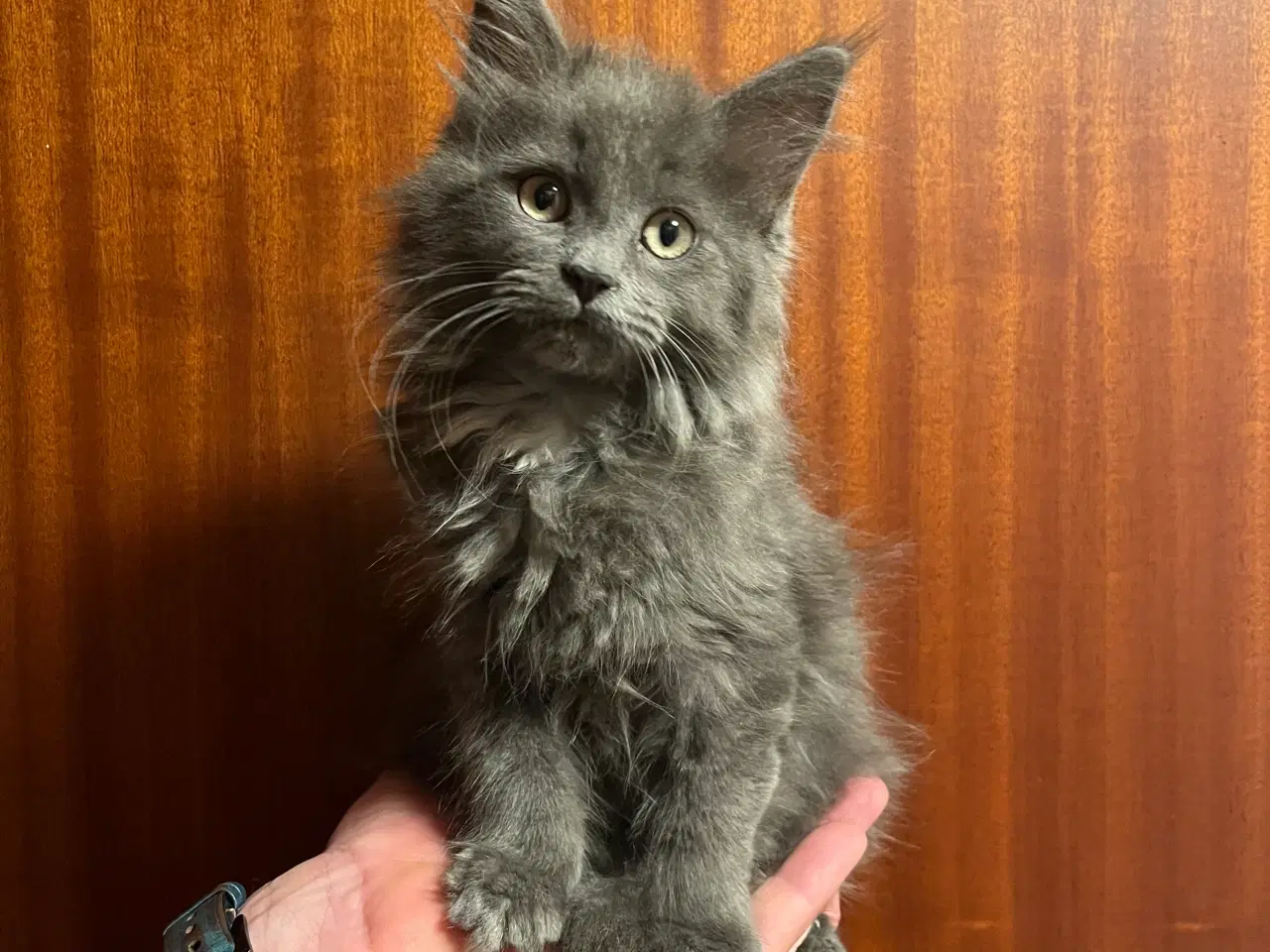 Billede 1 - Kun en blå pige tilbage. Klar nu