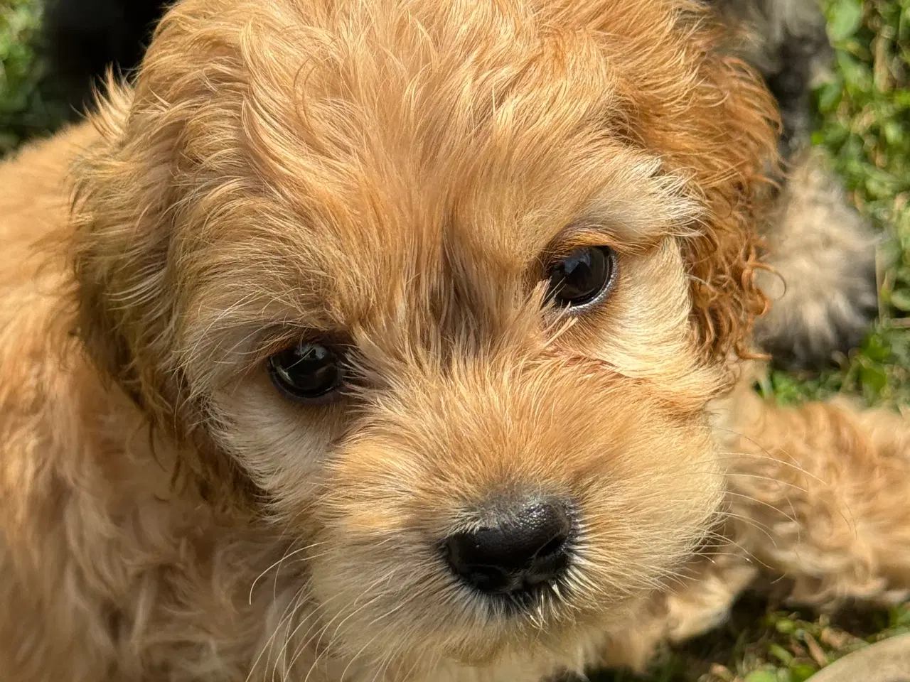 Billede 2 - Skønne Amerikansk cockapoo