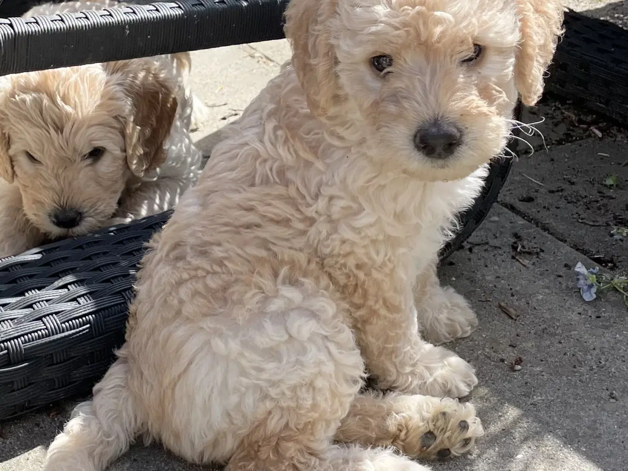 Billede 14 - Mini-labradoodle / doodle sælges